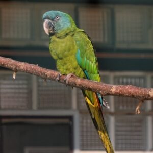 blue-headed-macaw