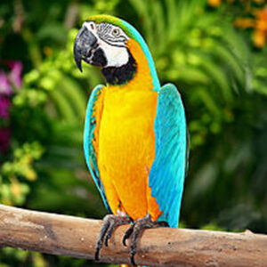 blue-yellow-macaw