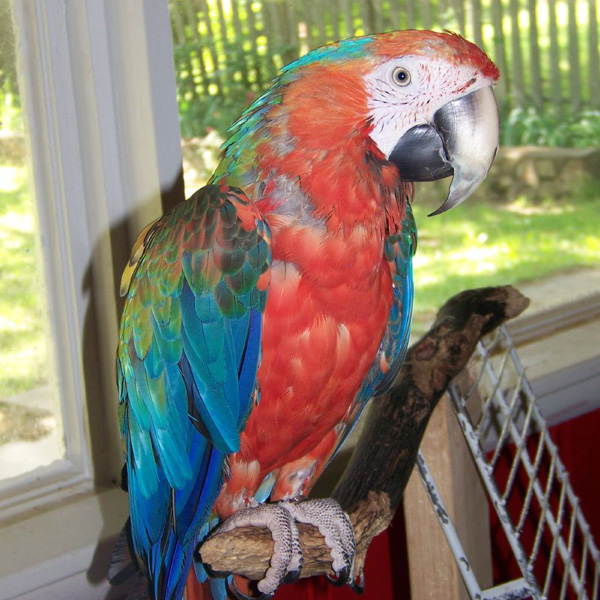 Macaws – P & D Pets