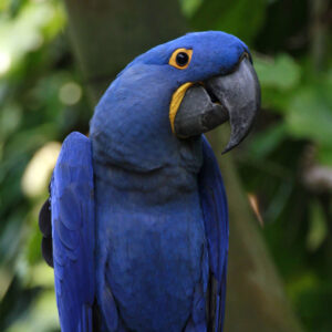 hyacinth-macaw