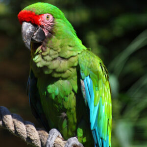 military-macaw