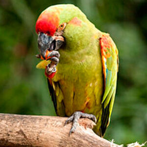 red-fronted