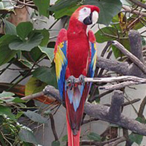 scarlet-macaw