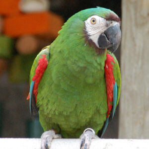 severe-macaw